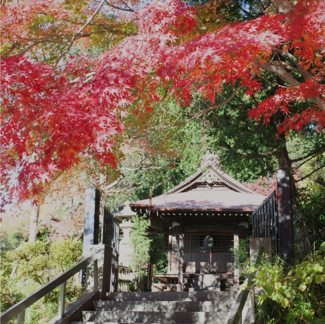 深大寺　紅葉