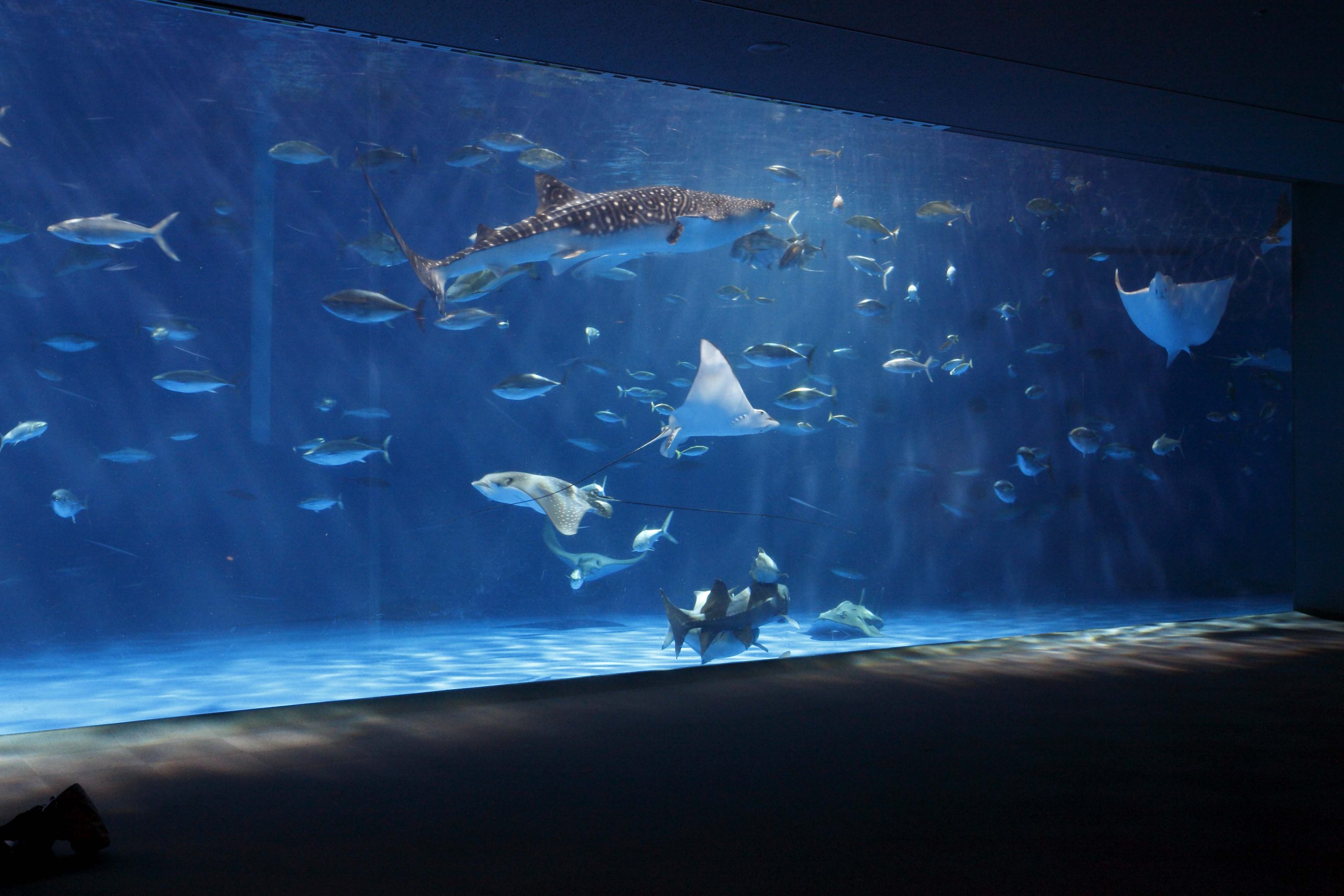 いおワールドかごしま水族館