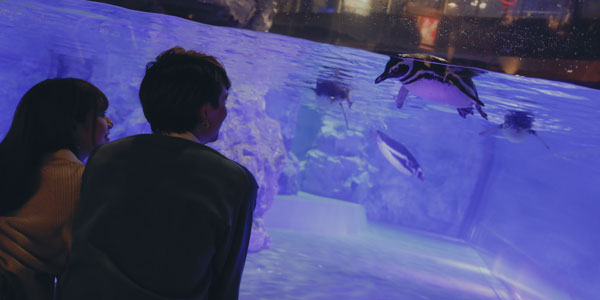 すみだ水族館でカップルがペンギンの水槽を眺めている写真。ペンギンは4匹、水の中を泳いでいる。