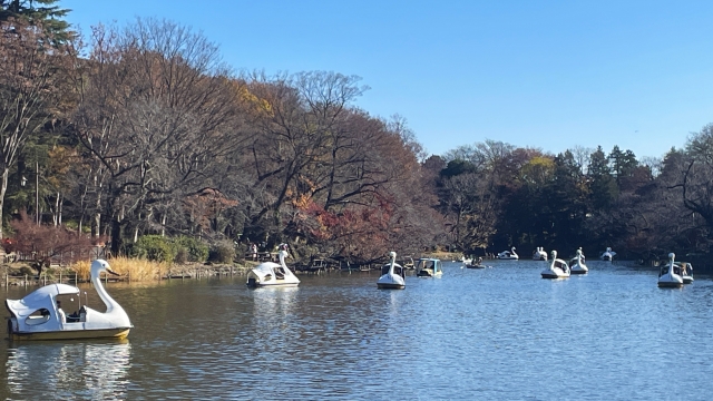 井の頭恩賜公園の池の写真。スワンボートが何台も浮かんでいる。奥には公園の森が広がる。
