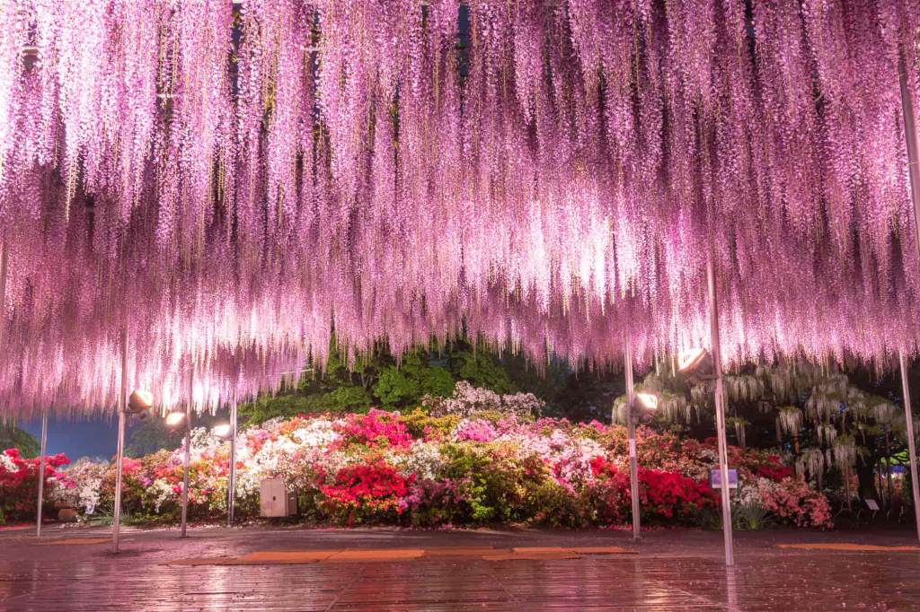 あしかがフラワーパーク 夜景