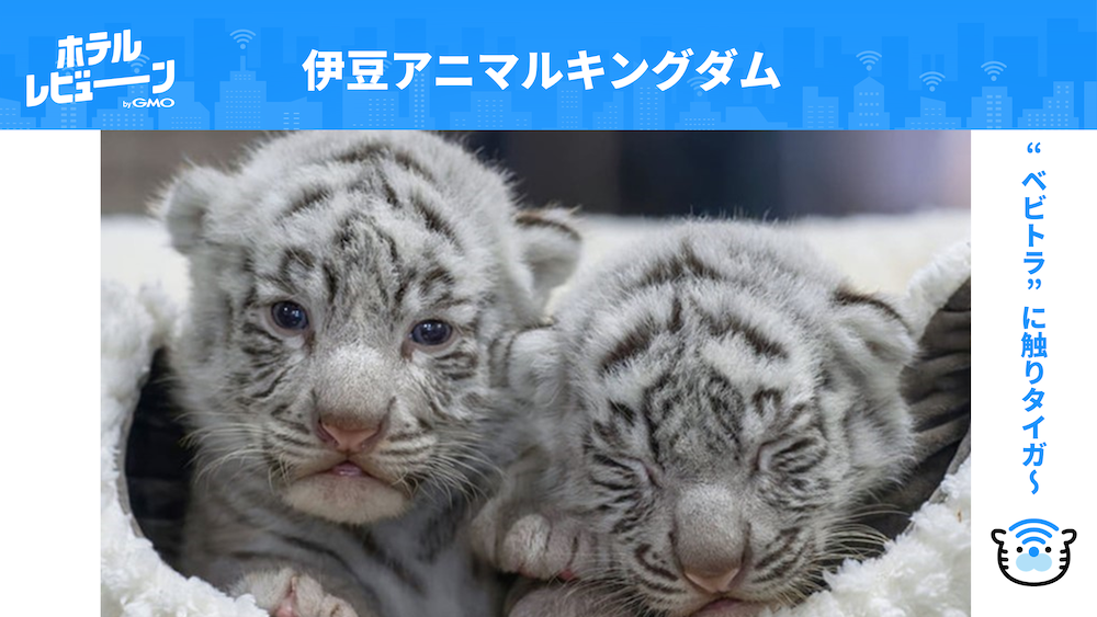 ホワイトタイガーの赤ちゃんに触れる!伊豆アニマルキングダム!癒しの伊豆の旅をご紹介【伊東園ホテル熱川】