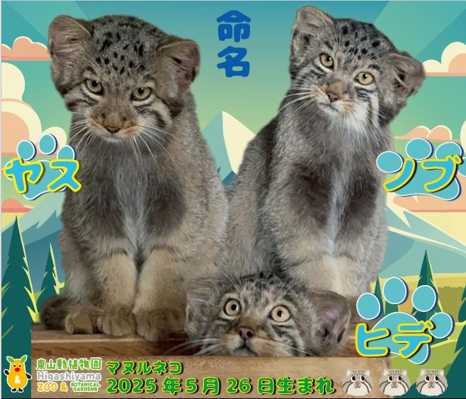 東山動物園 マヌルネコ