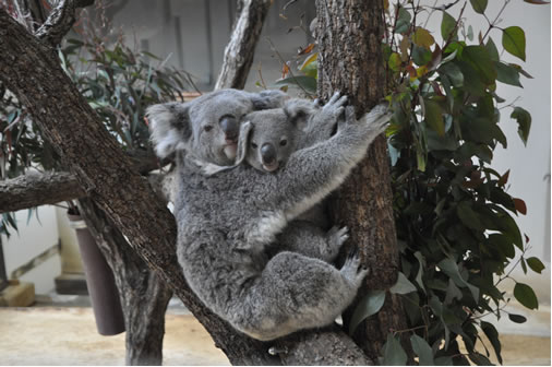 東山動物園 コアラ