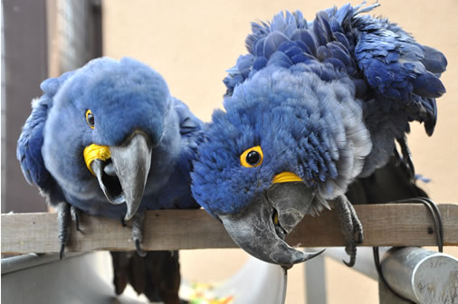 東山動物園 鳥