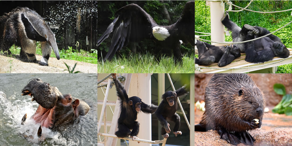 東山動物園 北園