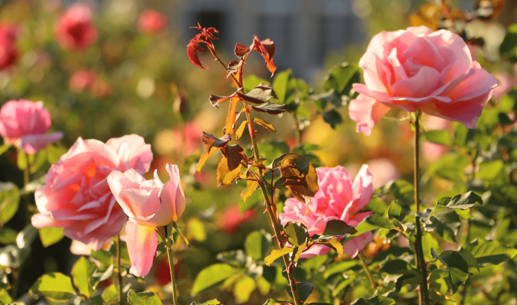 河津バガテル公園