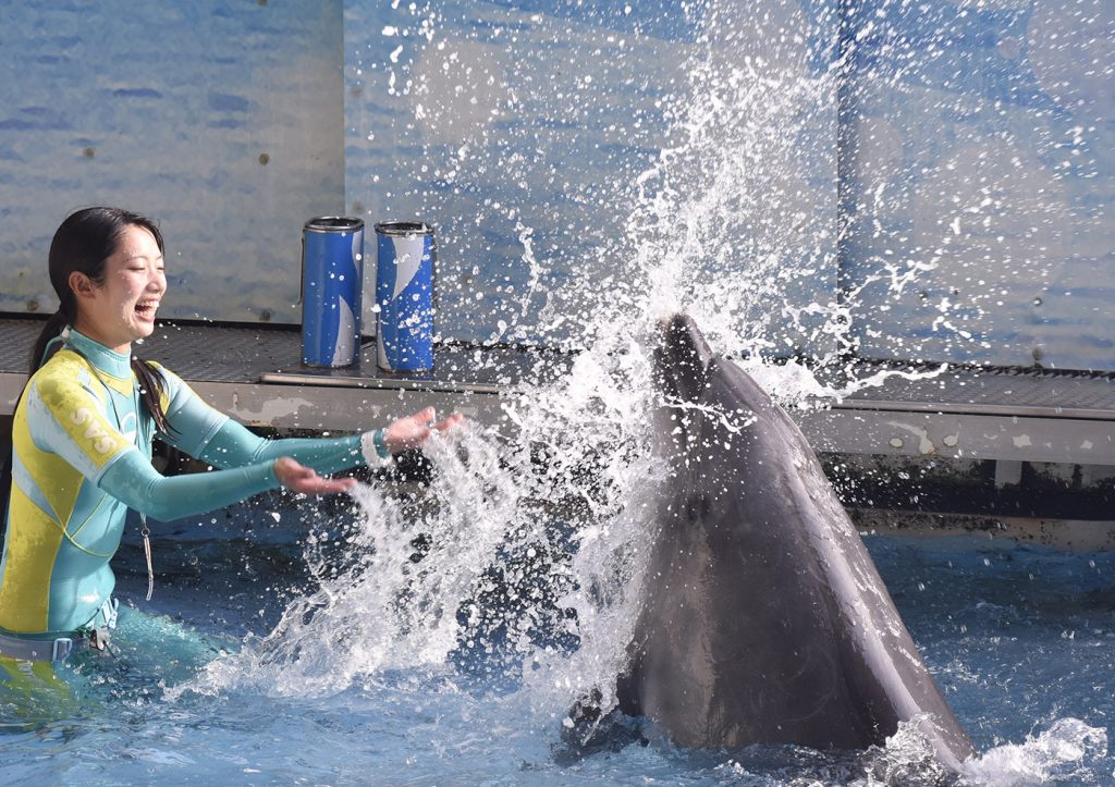 新江ノ島水族館イルカショーの様子